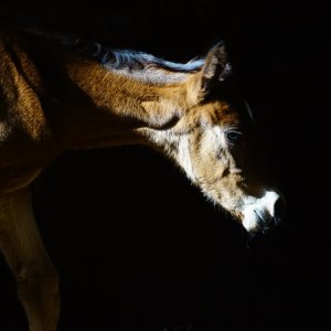 Equine Photography