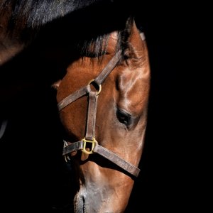 Equine Photography