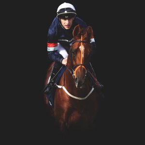 Equine Photography