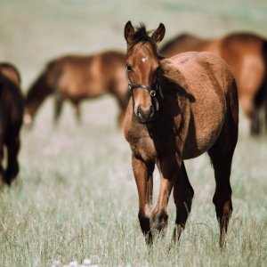Equine Photography