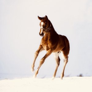 Equine Photography