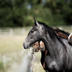 Equine Photography