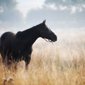 Equine Photography