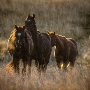 Equine Photography