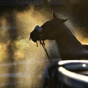 Equine Photography