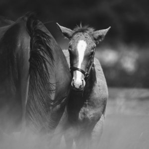 Equine Photography