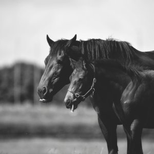 Equine Photography