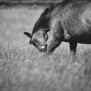 Equine Photography