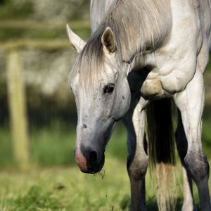 Equine Photography