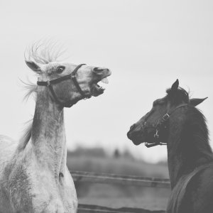 Equine Photography
