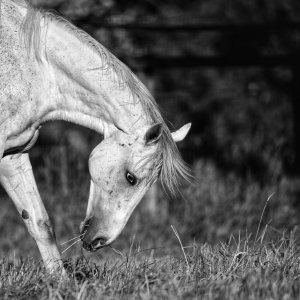 Equine Photography
