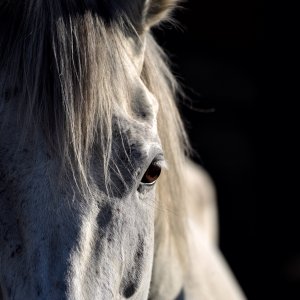 Equine Photography