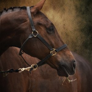 Equine Photography
