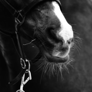 Equine Photography
