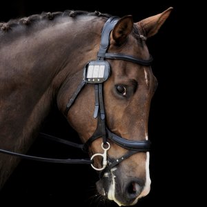 Equine Photography