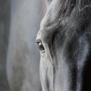 Equine Photography