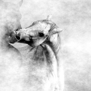 Equine Photography