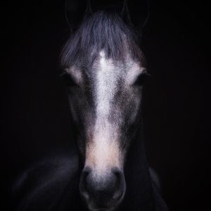 Equine Photography