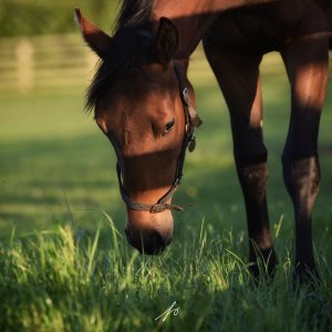 Equine Photography