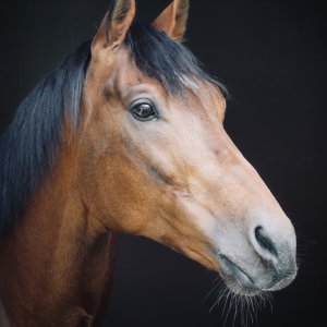 Equine Photography