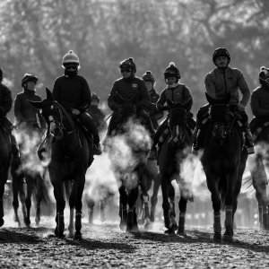 Equine Photography