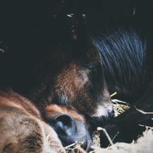 Equine Photography