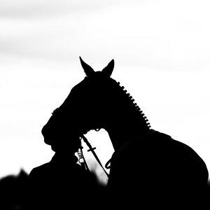 Equine Photography