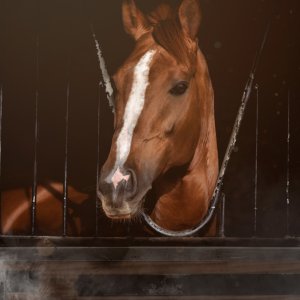 Equine Photography