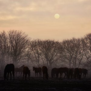Equine Photography