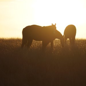 Equine Photography