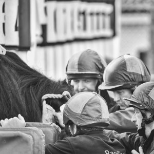 Equine Photography