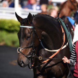 Catterick | Jubille Raceday | 3/6/22