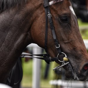Catterick | Jubille Raceday | 3/6/22