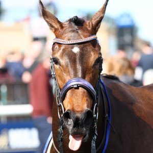 Doncaster | The William Hill Lincoln | 28/03/26