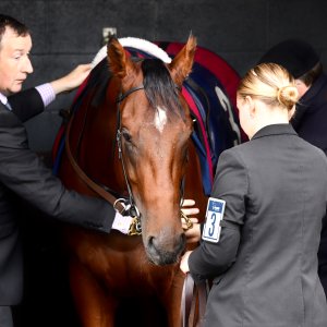 Doncaster | William Hill Trophy | 26/10/24
