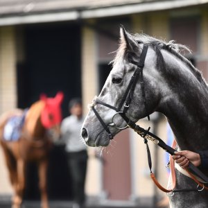 Doncaster | William Hill Trophy | 26/10/24