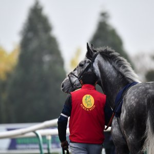 Doncaster | William Hill Trophy | 26/10/24