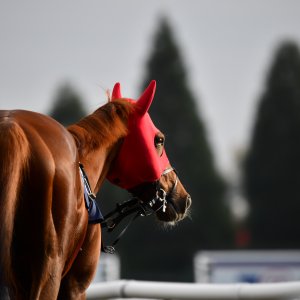 Doncaster | William Hill Trophy | 26/10/24