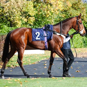 Doncaster | William Hill Trophy | 25/10/25