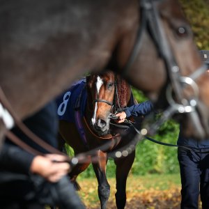 Doncaster | William Hill Trophy | 25/10/25