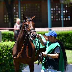 Texas | The Kentucky Derby Day | 3/5/25