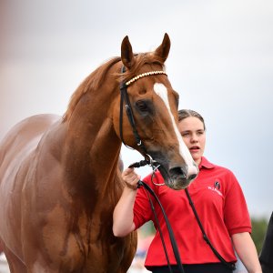 Newcastle | Northumberland Plate Festival | 27, 29/6/24