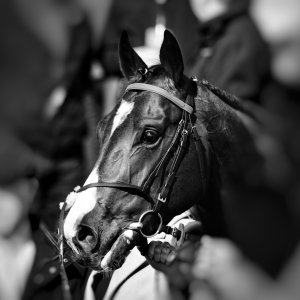 Newcastle | All-Weather Championships | 29/3/24