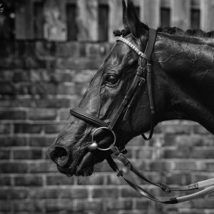 Redcar | Go Racing in Yorkshire | 18/7/21