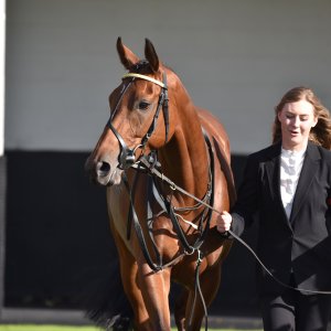 Redcar | 2 YO Trophy | 1/10/22