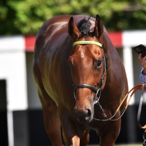 Redcar | Zetland Gold Cup | 29/5/23