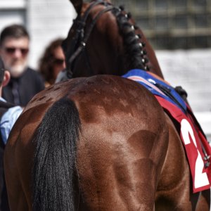 Redcar | Zetland Gold Cup | 29/5/23