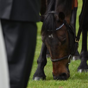 Sandown Park | Jump Finale | 29/4/23