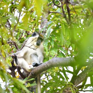 Barbados, Caribbean Island