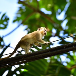 Barbados, Caribbean Island